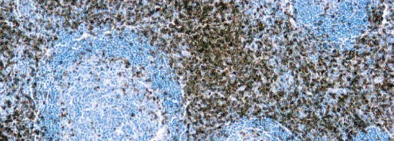 CD3 (SP7)